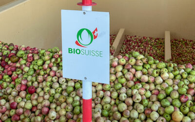 Tausendsassa Apfel: Ein Glücksfall für den Holderhof
