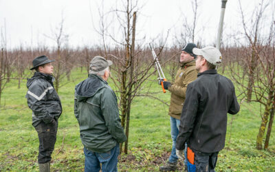 Winter pruning for more cider apples